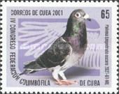 Paloma empedrado oscuro (Columba livia forma domestica)