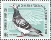 Paloma Mosaico 1561 (Columba livia forma domestica)