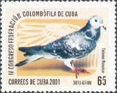 Paloma Mosaico 3013 (Columba livia forma domestica)