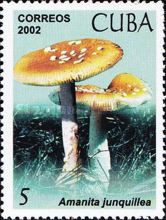 Amanita junquillea