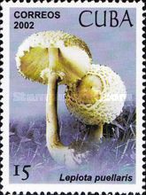 Lepiota puellaris