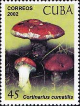 Cortinarius cumatillis