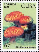 Pholiota adipose