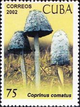 Coprinus comatus