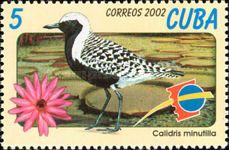 Least Sandpiper (Calidris minutilla) (see Description)
