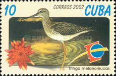 Greater Yellowlegs (Tringa melanoleuca)