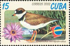 Semipalmated Plover (Charadrius semipalmatus)