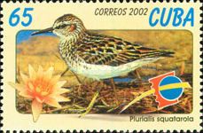 Grey Plover (Pluvialis squatarola) (see Description)