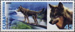 Dire Wolf (Canis dirus), Wolf (Canis lupus)