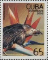 Bird-of-paradise-flower (Strelitzia regiae), Cuban Solenodon