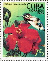 Hibiskus (Hibiscus rosa sinensis), Bee Hummingbird (Mellisug