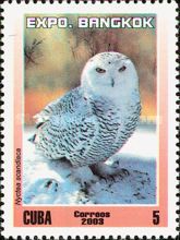 Snowy Owl (Nyctea scandiaca)