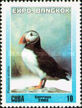 Atlantic Puffin (Fratercula arctica)