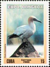 Northern Gannet (Morus bassanus)