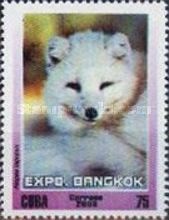 Arctic Fox (Alopex lagopus)