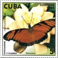 Juno Silverspot (Dione juno), cape jasmine