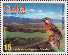Cuban Green Woodpecker (Xiphidiopicus percussus), Valle de l