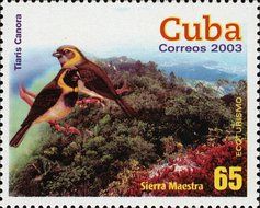 Cuban Grassquit (Tiaris canora), Sierra Maestra