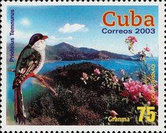 Cuban Trogon (Priotelus temnurus), Granma National Park
