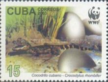 Cuban Crocodile (Crocodylus rhombifer), Eggs and Hatchling