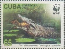Cuban Crocodile (Crocodylus rhombifer)