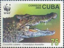 Cuban Crocodile (Crocodylus rhombifer)