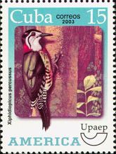 Cuban Green Woodpecker (Xiphidiopicus percussus)