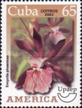 Encyclia phoenicea