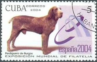 Spanish Pointer (Canis lupus familiaris)