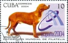 Sabueso Español (Canis lupus familiaris)