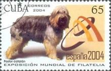 Catalan Sheepdog (Canis lupus familiaris)