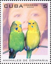 Budgerigar (Melopsittacus undulatus)