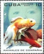 Goldfish Veil Tail (Carassius auratus)