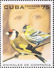 European Goldfinch (Carduelis carduelis)