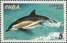 Common Dolphin (Delphinus delphis)