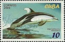 Pacific White-sided Dolphin (Lagenorhynchus obliquidens)
