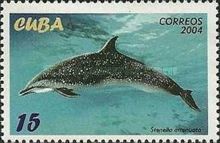 Pantropical Spotted Dolphin (Stenella attenuata)