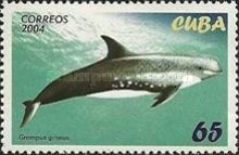 Risso's Dolphin (Grampus griseus)
