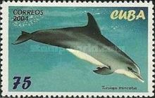 Common Bottlenose Dolphin (Tursiops truncatus)