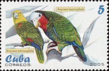 Yellow-crowned Amazon (Amazona ochrocephala)
