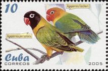 Masked Lovebird (Agapornis personata)