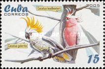 Sulphur-crested Cockatoo (Cacatua galerita)