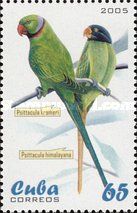 Rose-ringed Parakeet (Psittacula krameri)