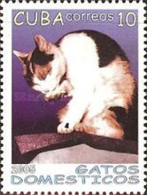 Domestic Cat (Felis silvestris catus) licking its Paw