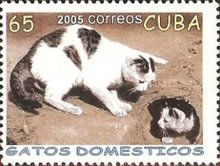 Domestic Cat (Felis silvestris catus) on Drainpipe