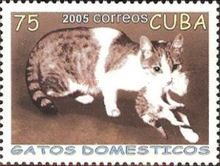 Domestic Cat (Felis silvestris catus) with Puppy
