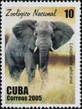 African Elephant (Loxodonta africana)