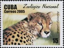 Cheetah (Acinonyx jubatus)