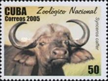 African Buffalo (Syncerus caffer)