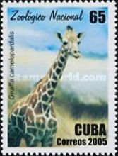 Giraffe (Giraffa camelopardalis)